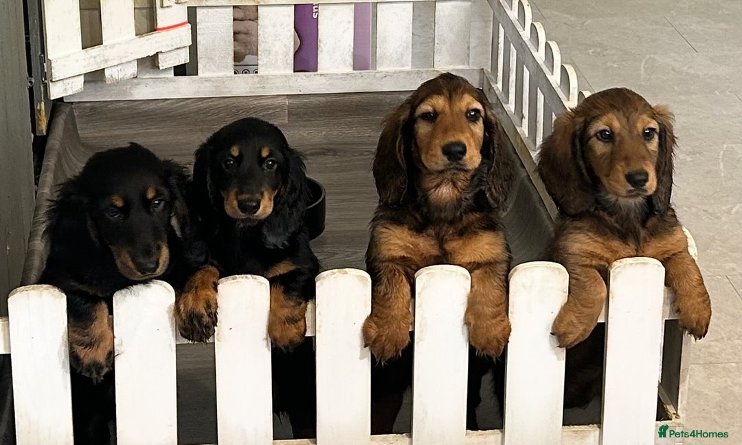 Dachshund dogs for sale: Black and Tan Dog - KC Registered Long-Haired Dachshund Puppies - Image 14