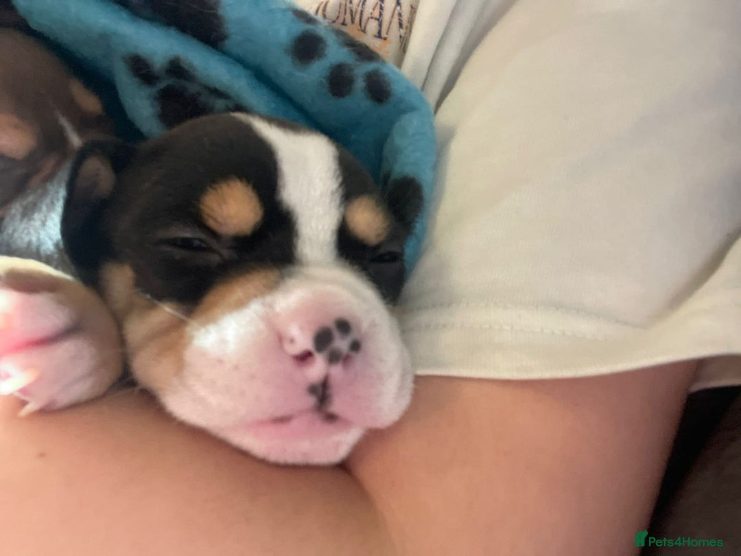 American Bulldog dogs for sale: Pocket bully’s  - Image 5