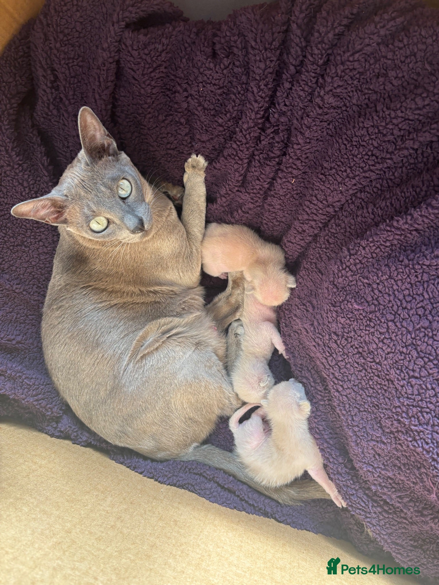 Tonkinese cats Tonkinese blue male tcr - Advert 1
