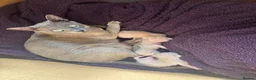 Tonkinese cats for sale: Tonkinese blue male tcr - Advert 1