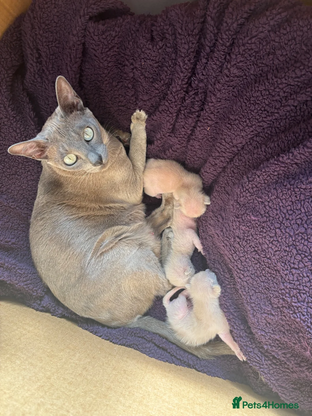 Tonkinese cats for sale: Tonkinese blue male tcr - Advert 1