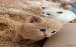 Mixed Breed cats for sale: 5 x gorgeous mixed kittens (4 left) - Image 10