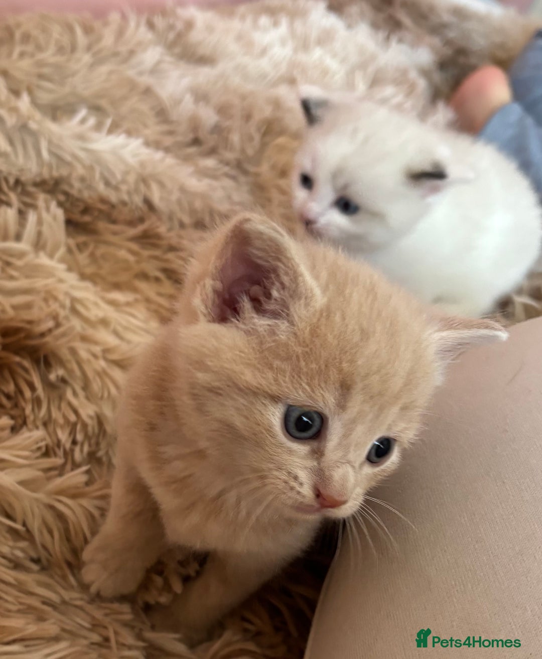 Mixed Breed cats for sale: 5 x gorgeous mixed kittens (4 left) - Image 10