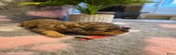 Cavapoo dogs for sale: F2 Cavapoo pups. DNA Health tested parents.  - Advert 12