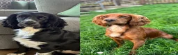 Cocker Spaniel dogs for sale: Beautiful cocker spaniels  - Advert 3