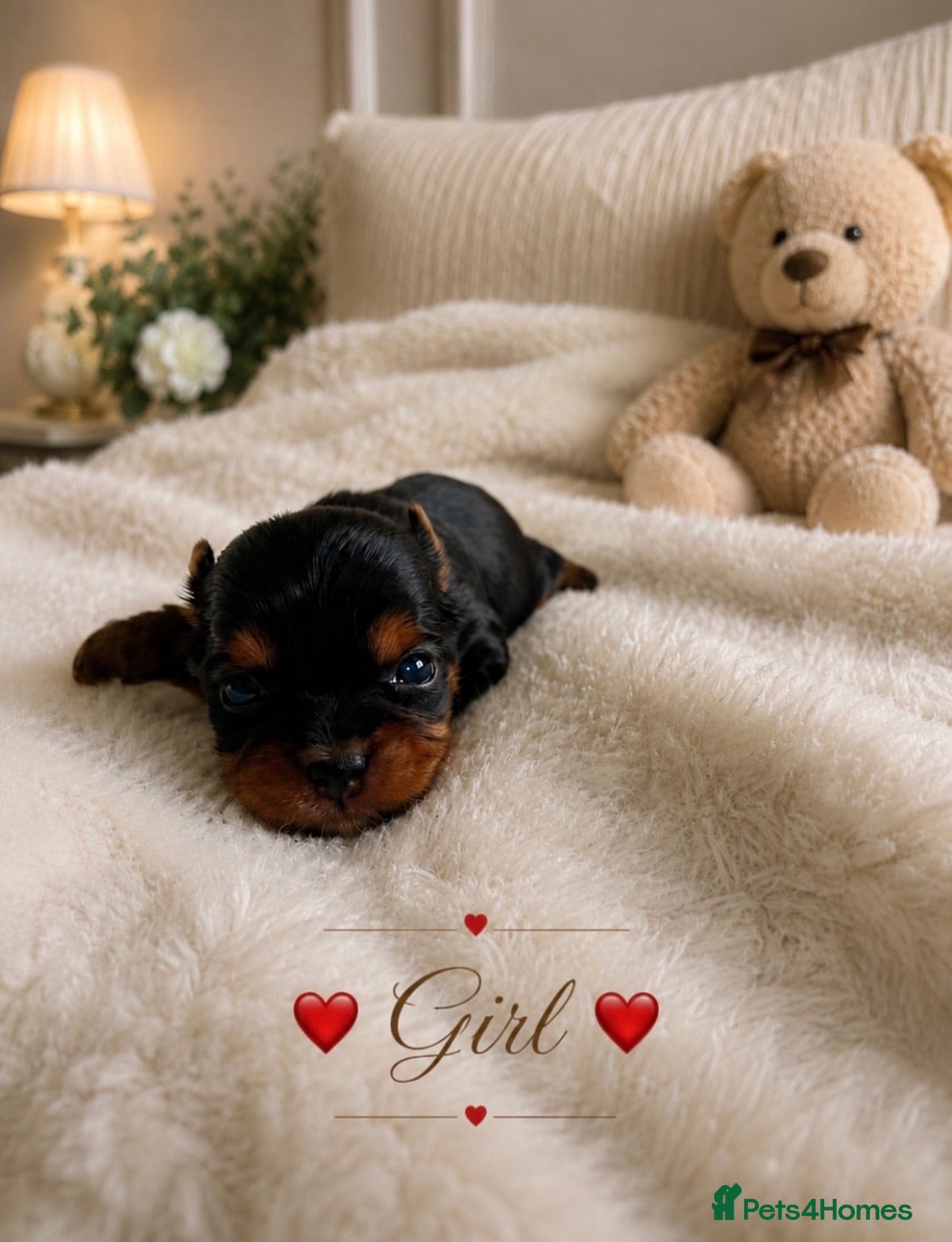 Yorkshire Terrier dogs ❣️ Beautiful Miniature Yorkshire Terrier Puppies❣️ - Advert 1