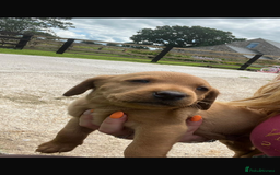 Labrador Retriever dogs for sale: Working Labrador pups  - Image 2
