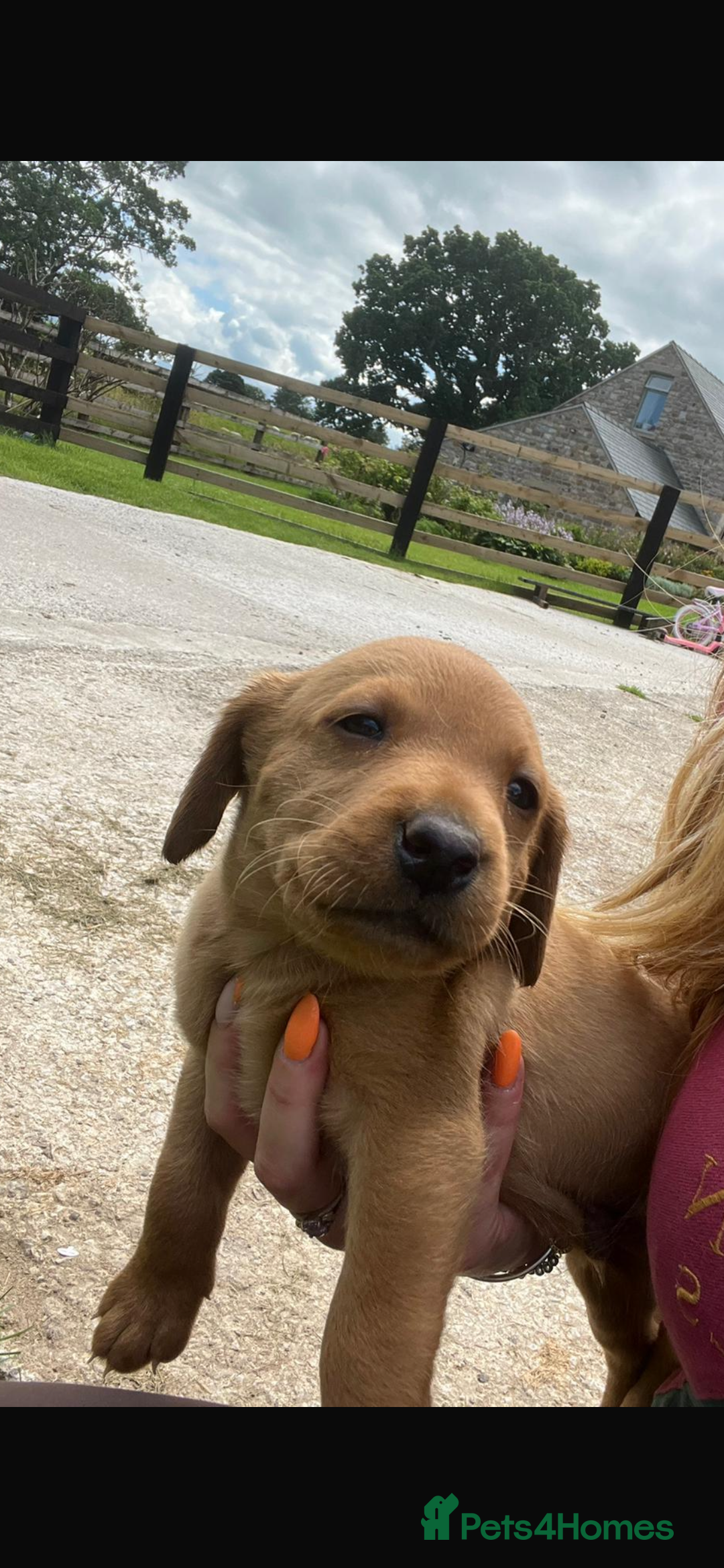 Labrador Retriever dogs for sale: Working Labrador pups  - Image 2