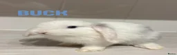 Mini Lop rabbits for sale: 🐰5 mini lop Rabbits looking for loving homes🐰 - Advert 7