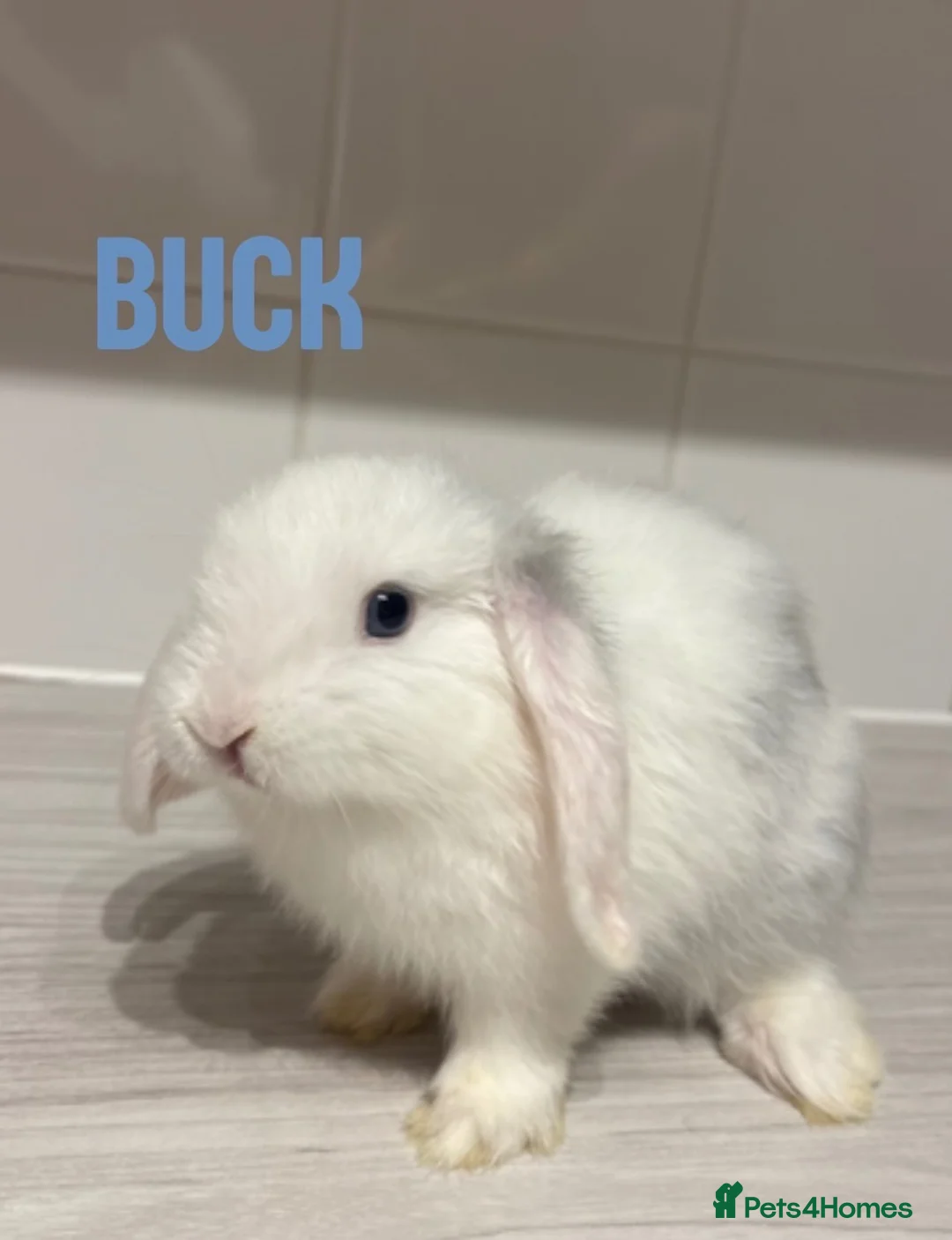 Mini Lop rabbits for sale: 🐰5 mini lop Rabbits looking for loving homes🐰 - Advert 7