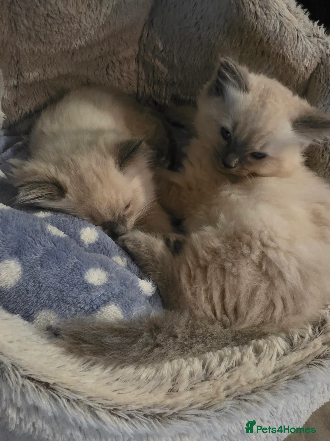 Ragdoll cats for sale: Pure Ragdoll Kittens  - Advert 2