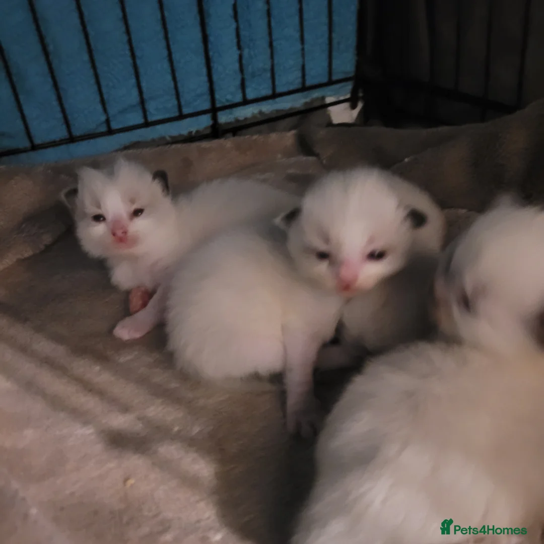 Ragdoll cats for sale: Ragdoll kittens for sale  - Advert 16