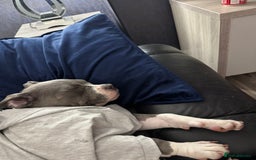 American Bulldog dogs for sale: Pocket bully 5months old  - Image 4