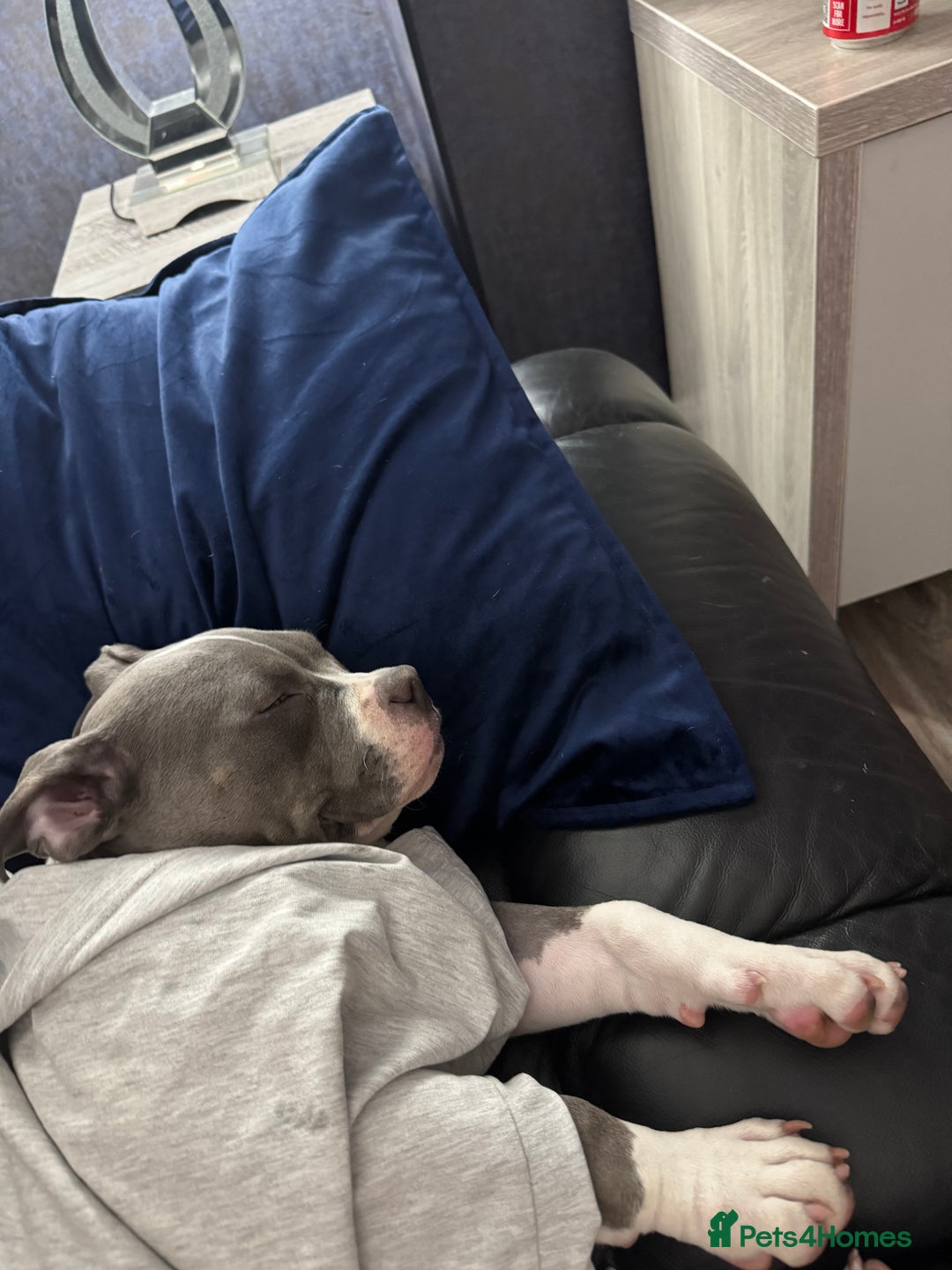 American Bulldog dogs for sale: Pocket bully 5months old  - Image 4
