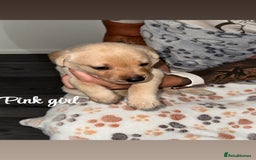 Labrador Retriever dogs for sale: Labrador puppies  - Image 6