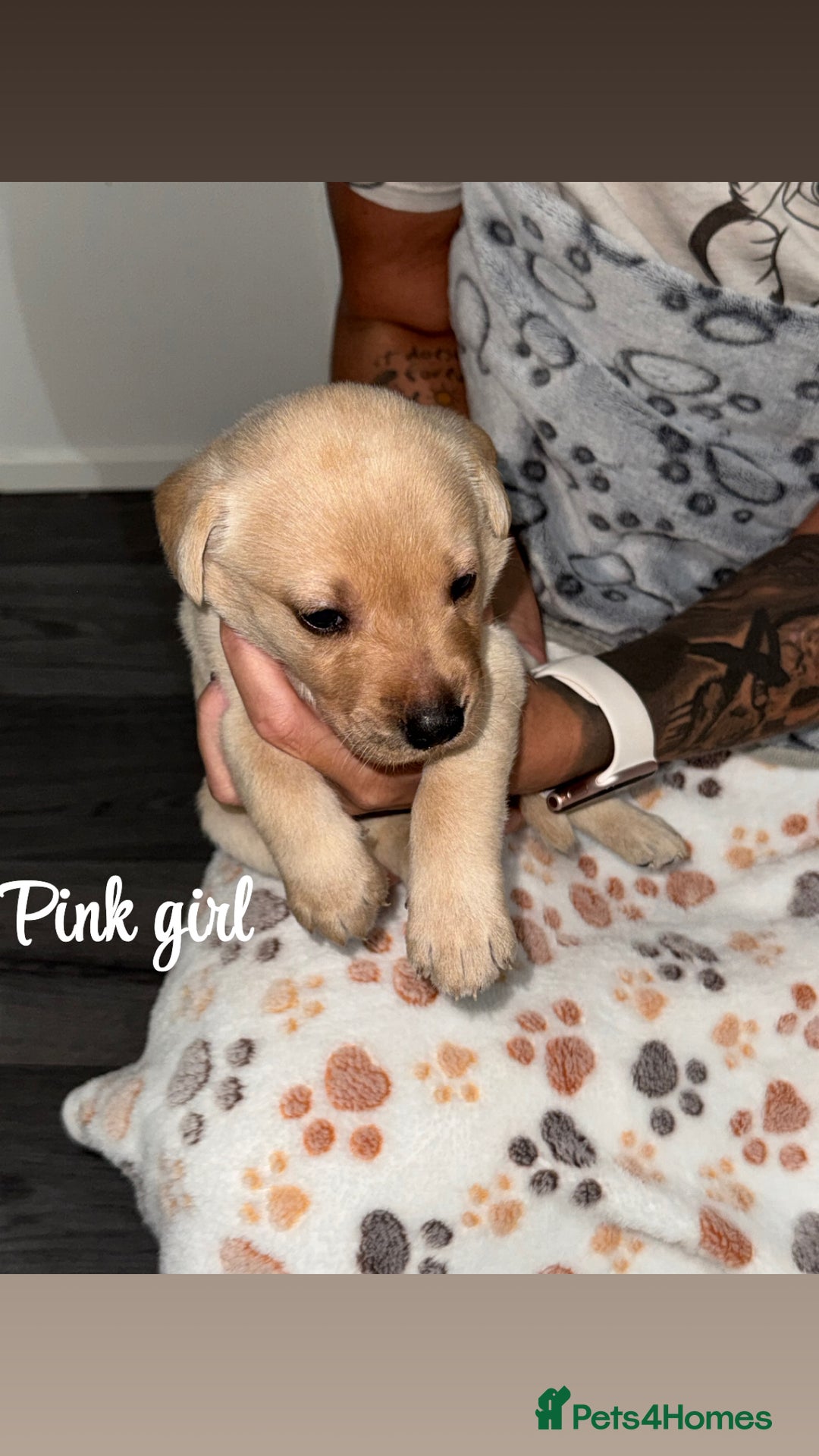 Labrador Retriever dogs for sale: Labrador puppies  - Image 6