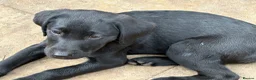 Labrador Retriever dogs for sale: Mixed litter black and blonde Labrador puppies  - Advert 28