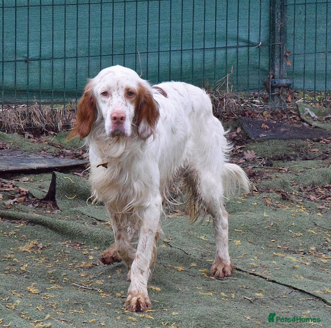 English Setter dogs for adoption: Aramis - Advert 7
