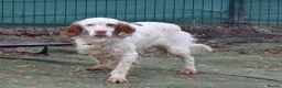 English Setter dogs for adoption: Aramis - Advert 7