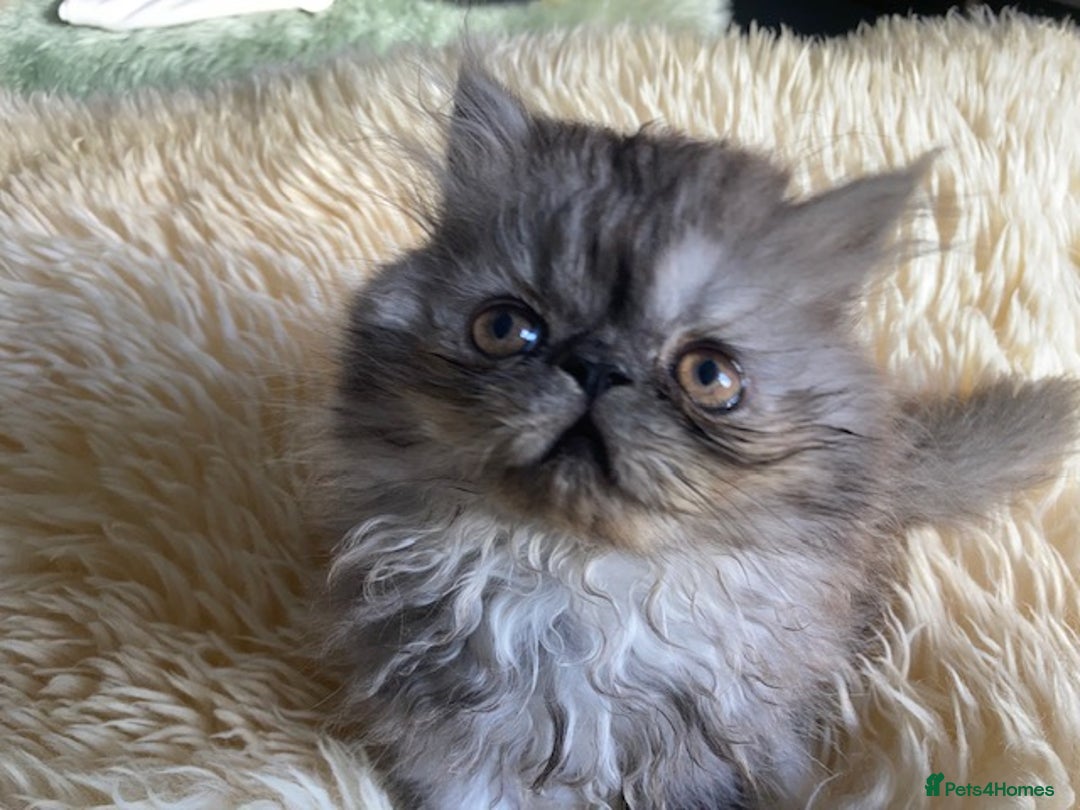 Persian cats for sale: Beautiful male persian Black Smoke - Image 2