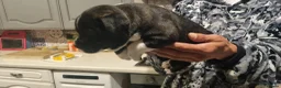 Staffordshire Bull Terrier dogs for sale: Staffordshire Bull Terrier KC Champion Lined - Advert 6