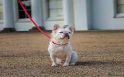 French Bulldog dogs for stud: Visual Fluffy New Shade Producer in Witham - Image 5