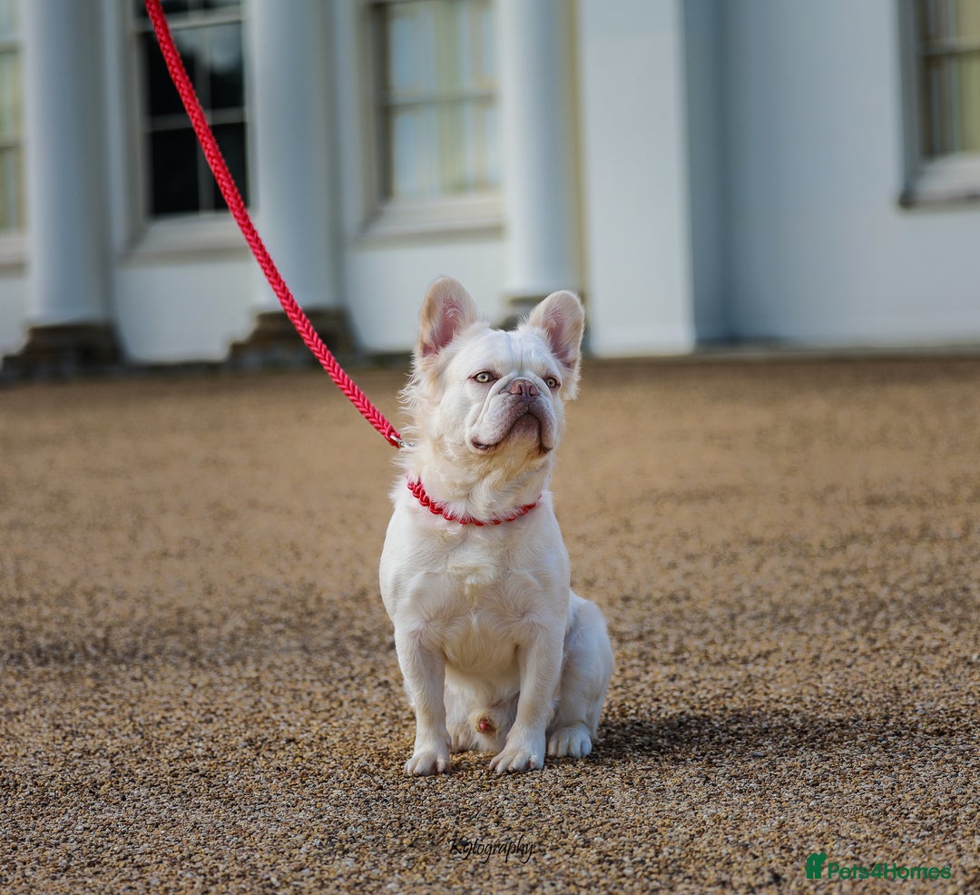 French Bulldog dogs for stud: Visual Fluffy New Shade Producer in Witham - Image 5