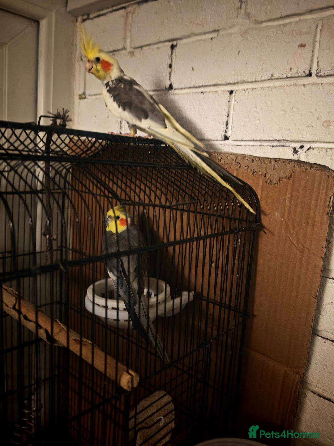 Cockatiels birds for sale: 2 x male cockatiels for sale - Advert 3