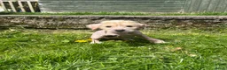 Mixed Breed dogs for sale: Chinese crested cross cocker spaniel in Abergavenny - Advert 3