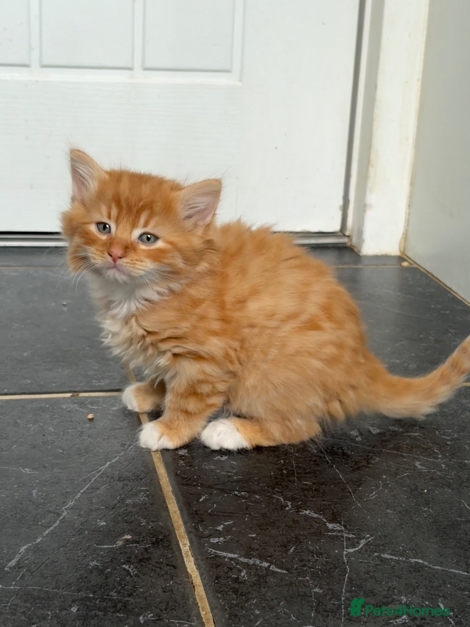 Mixed Breed cats Mixed Maine Coon fur babies  - Advert 18