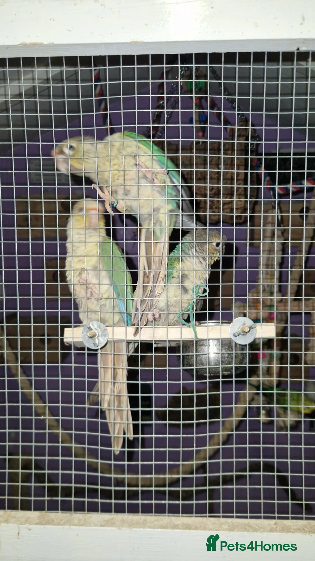 Conures birds for sale: Greencheek conures available  - Advert 5