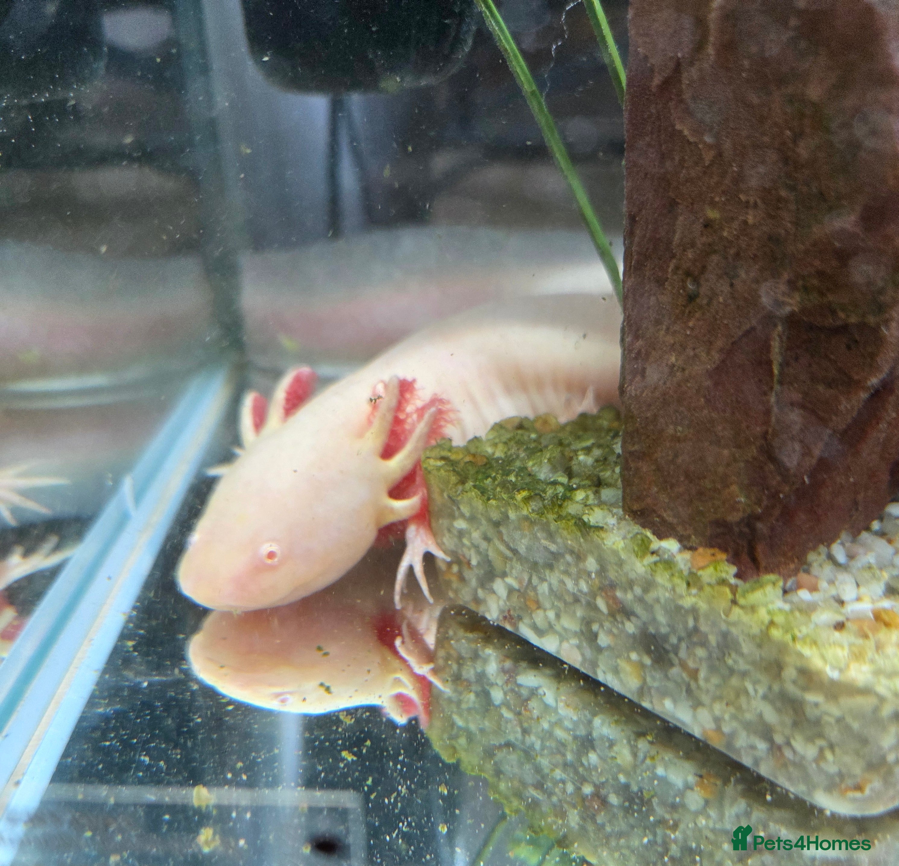 Axolotl reptiles Gorgeous albino axolotls and fancy goldfish - Advert 1