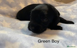 Cockapoo dogs for sale: Stunning F2 Cockapoo puppies fully DNA tested  - Image 6