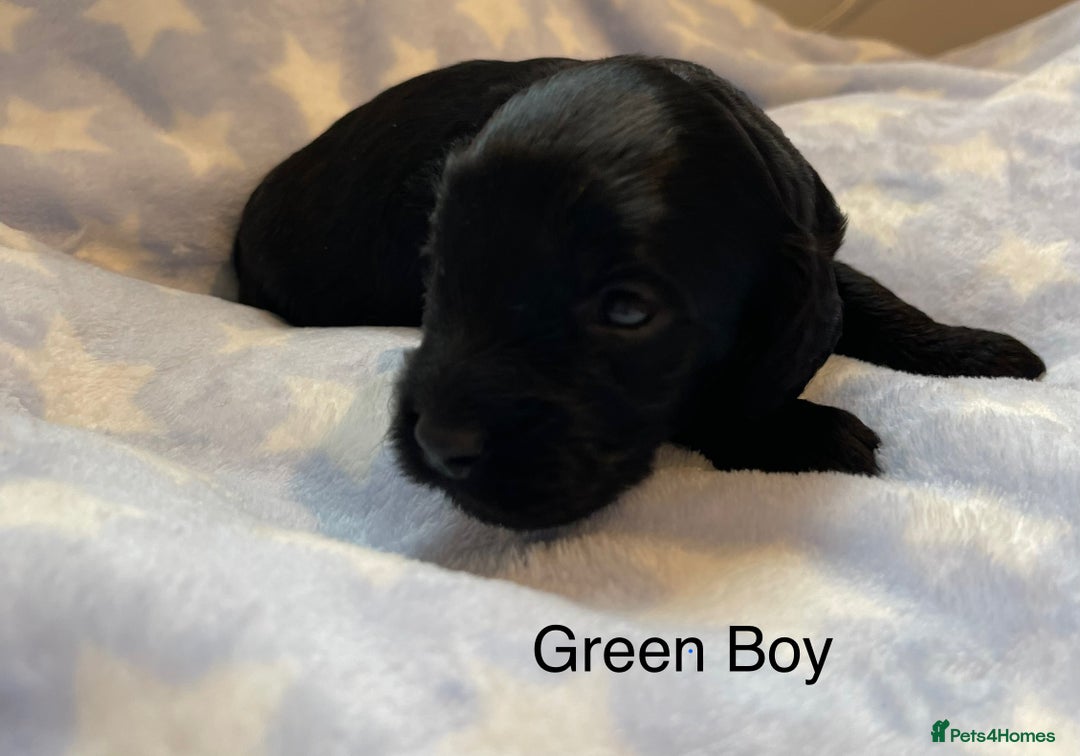 Cockapoo dogs for sale: Stunning F2 Cockapoo puppies fully DNA tested  - Image 6