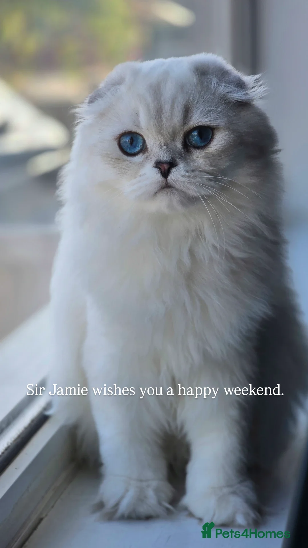 Scottish Fold cats Scottish Fold Pair - Advert 2