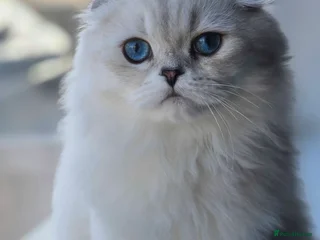 Scottish Fold cats Scottish Fold Pair - Advert 2