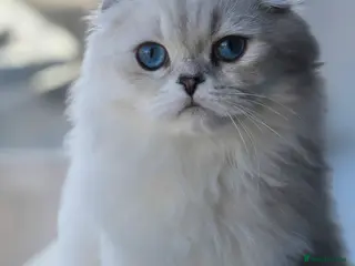 Scottish Fold cats Scottish Fold Pair - Advert 4