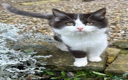 Turkish Van cats for sale: Beautiful kittens ready for loving new homes - Image 1
