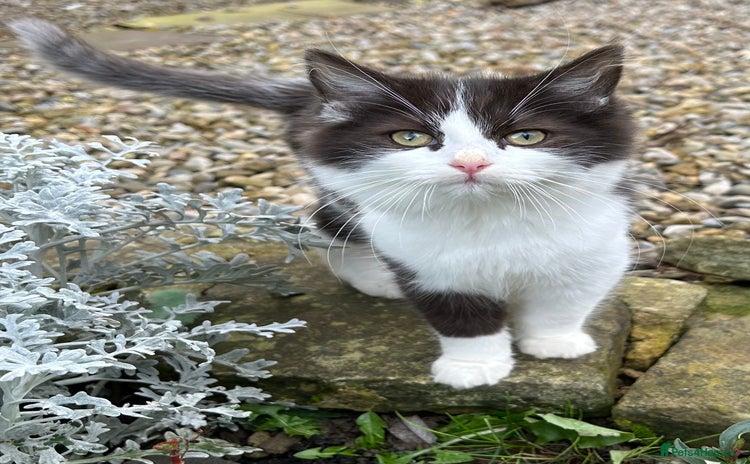 Turkish Van cats - Advert 1