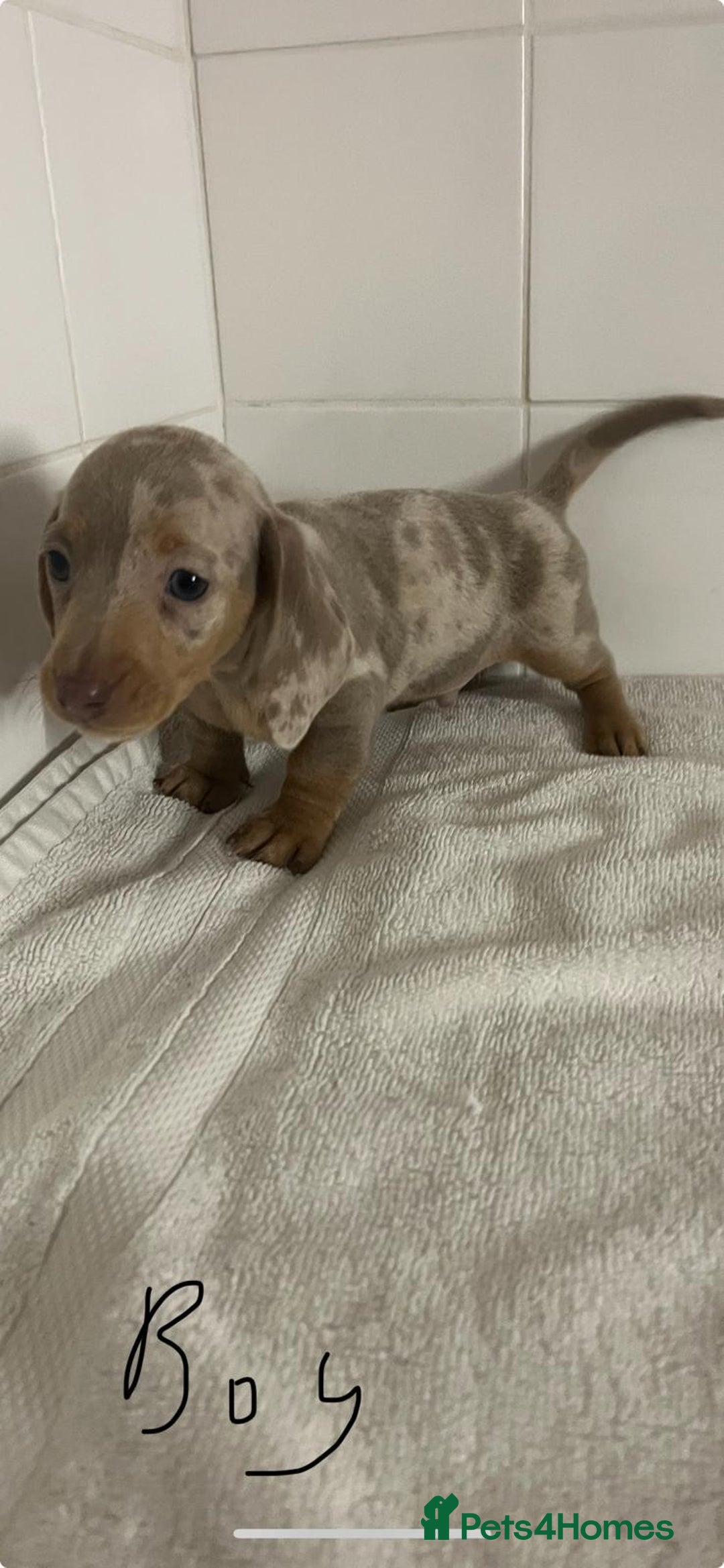 Miniature Dachshund dogs for sale: Mini dachshund - Advert 6