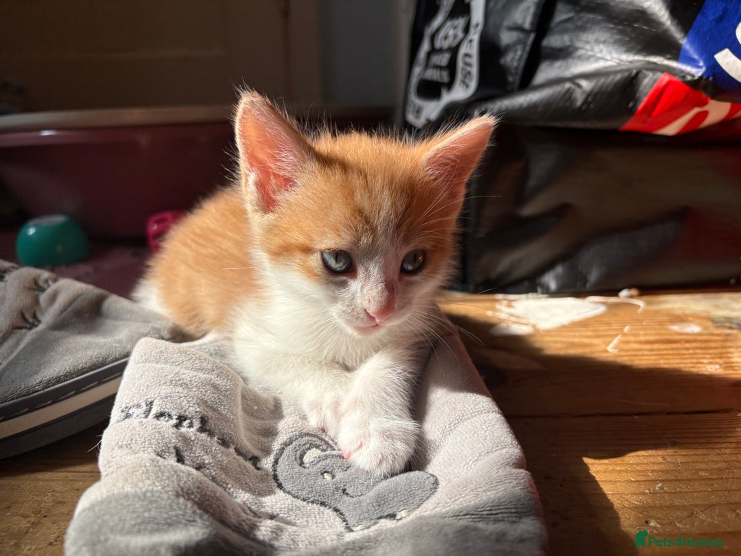 Mixed Breed cats for sale: 3 KITTENS READY TO GO - Image 3