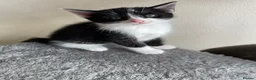 Mixed Breed cats for sale: Kittens - Advert 6