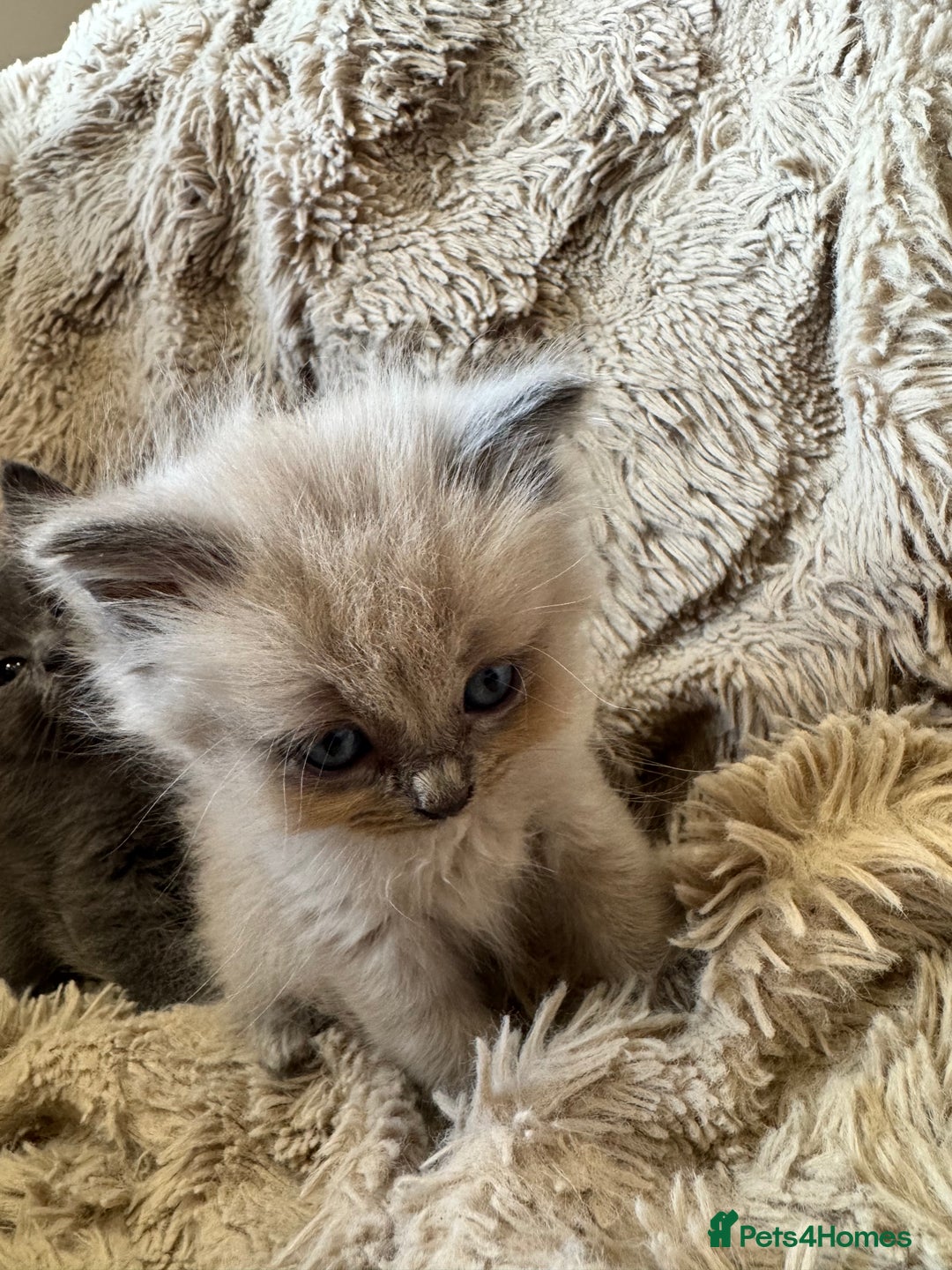 Mixed Breed cats for sale: Blue British Shorthair x Mink Blue Point Ragdoll - Image 3
