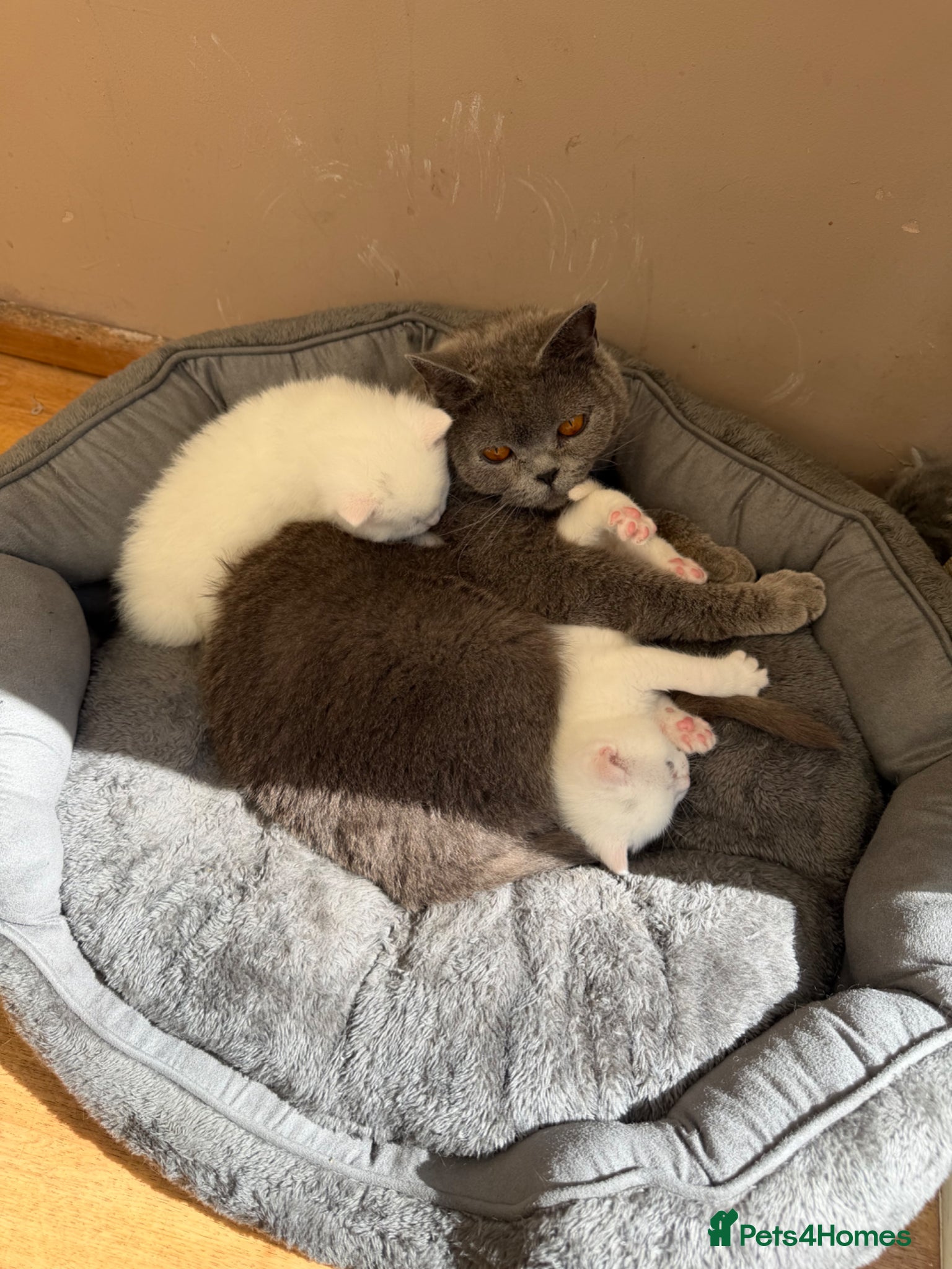 British Shorthair cats Stunning British Shorthair Kittens  - Advert 1