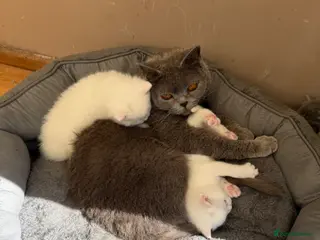 British Shorthair cats Stunning British Shorthair Kittens - Advert 1