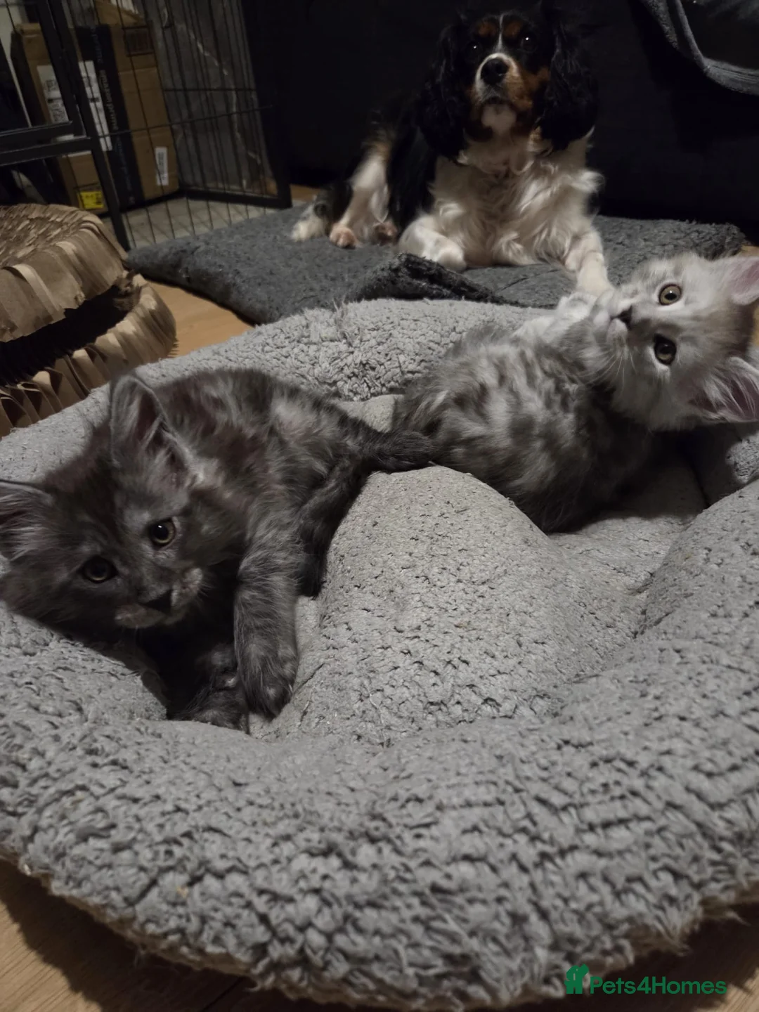 Maine Coon cats for sale: shaded Mainecoon - Advert 2