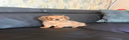 Mixed Breed dogs for sale: Adorable Pomerania x miniature Dachshund Puppies  - Advert 4