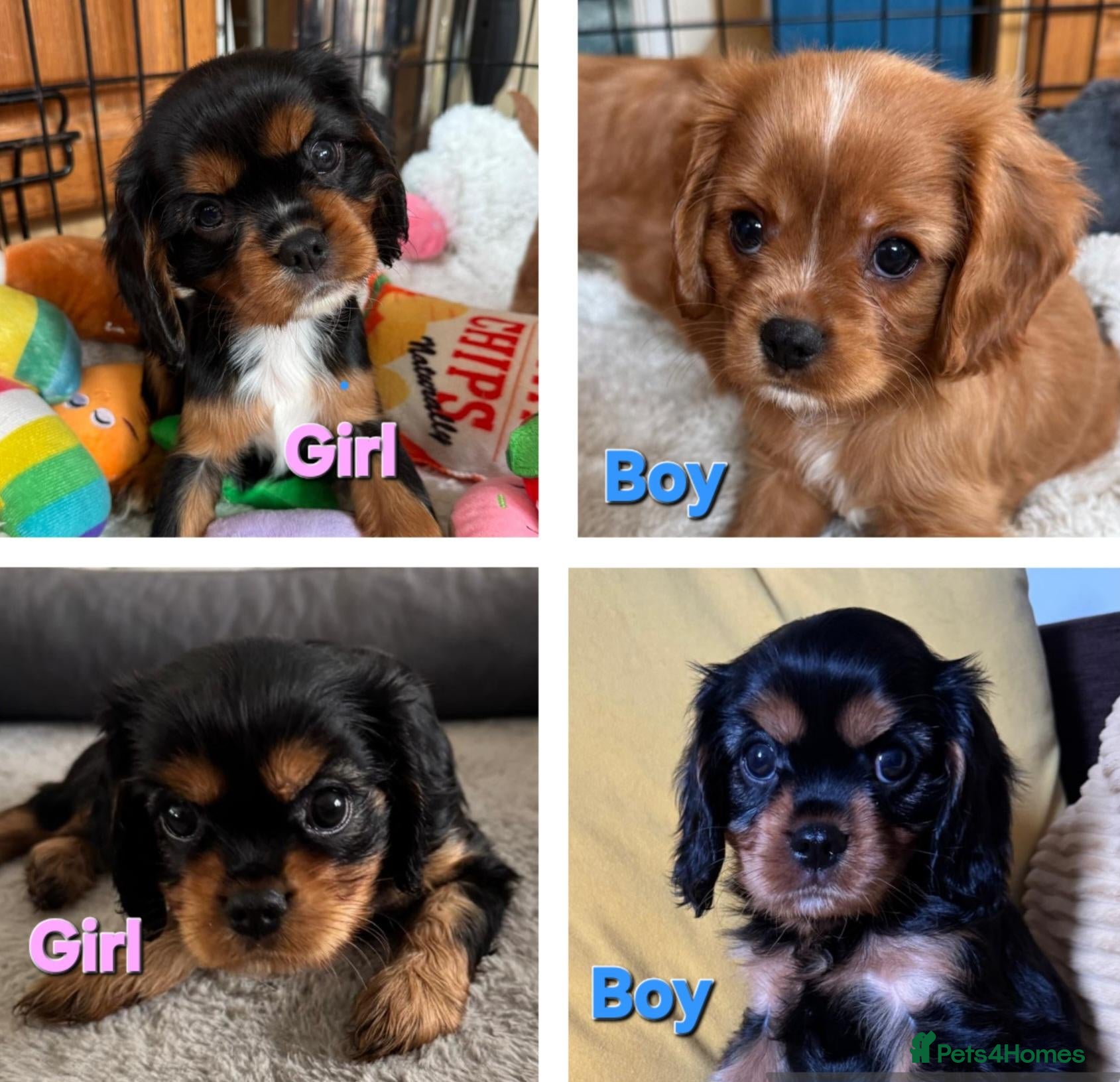 Cavalier King Charles Spaniel dogs Choc & Tan carriers - CKC Spaniel Puppies - Advert 7