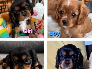 Cavalier King Charles Spaniel dogs Choc & Tan carriers - CKC Spaniel Puppies - Advert 7