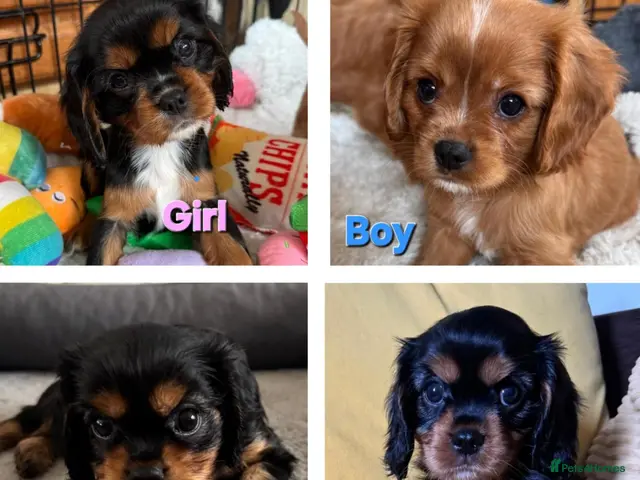Cavalier King Charles Spaniel dogs for sale: CKC Choc & Tan carriers. KC registered - Advert 7